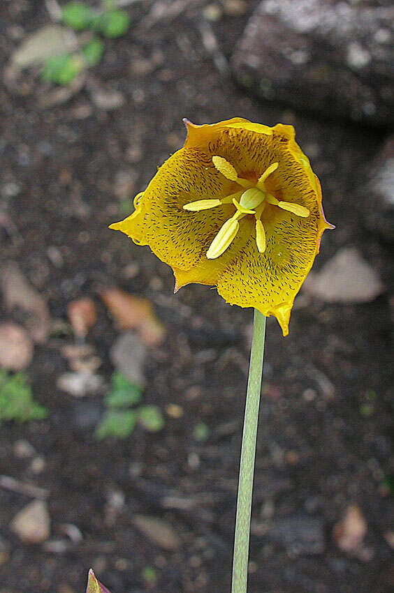 Calochortus barbatus (Kunth) Painter resmi