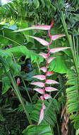 Image of Heliconia chartacea Lane ex Barreiros