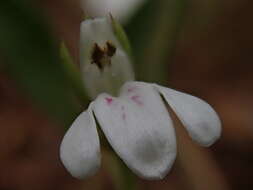 Image of Justicia anagalloides (Nees) T. Anders.