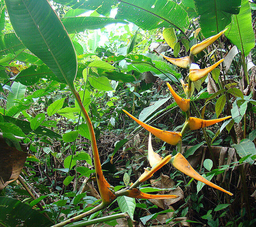 صورة Heliconia latispatha Benth.