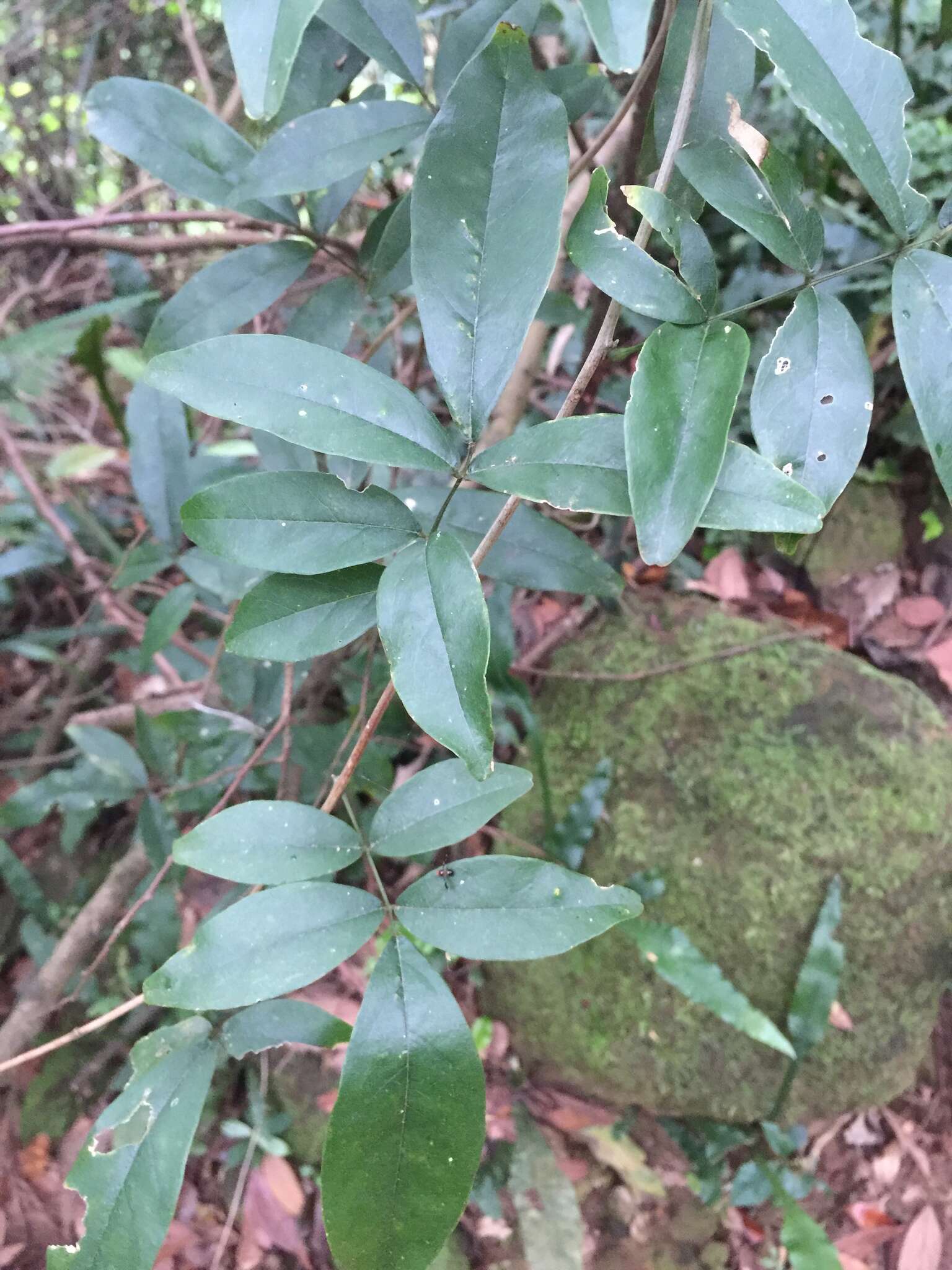 网络夏藤的圖片