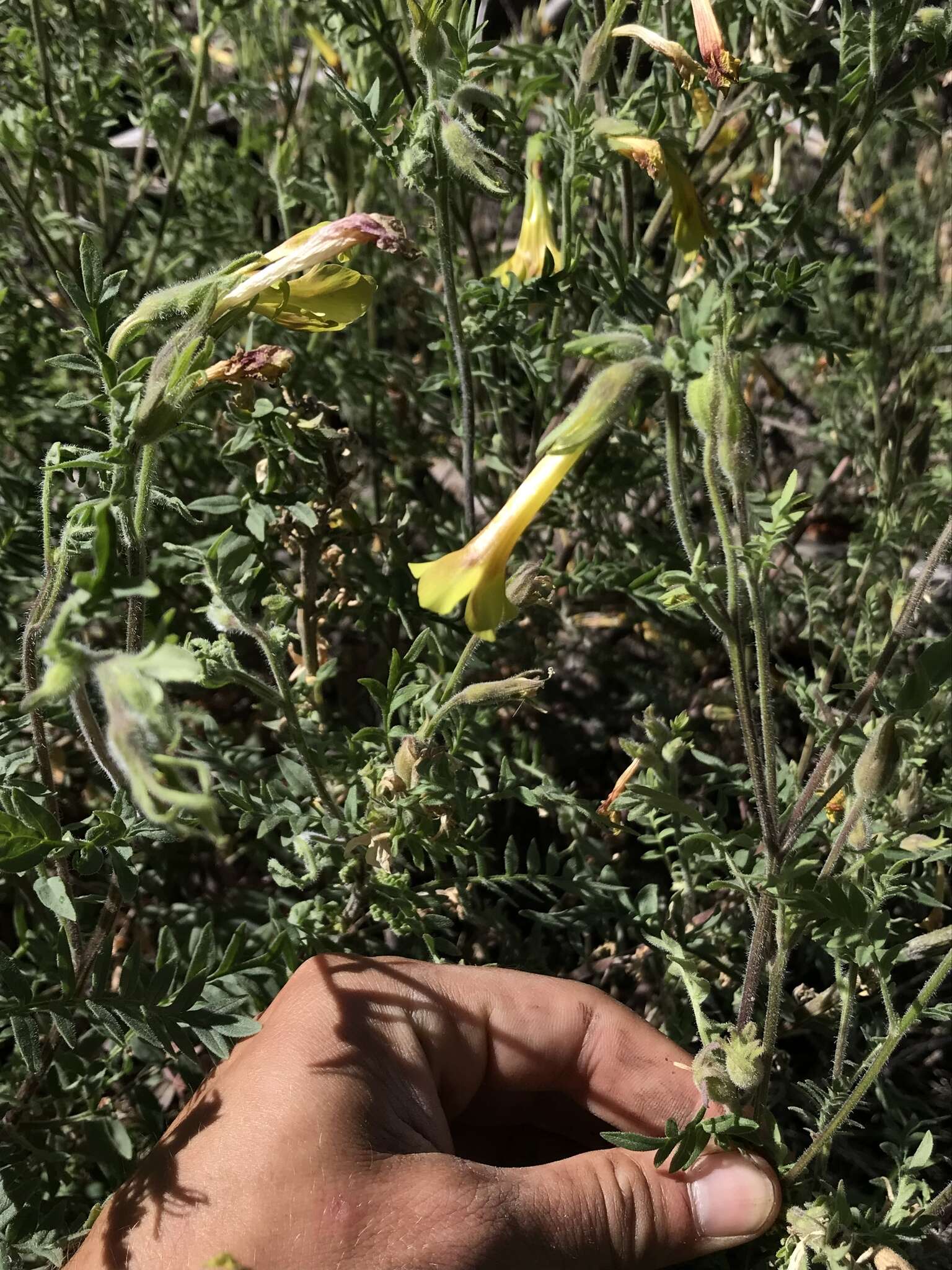 Image of fewflower Jacob's-ladder