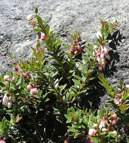 Слика од Vaccinium floribundum Kunth