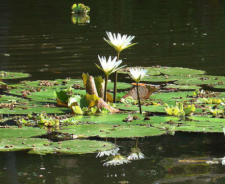 Image of waterlily