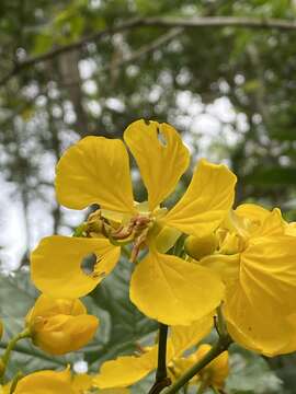 صورة <i>Senna silvestris</i> var. <i>sapindifolia</i> (Vogel) H. S. Irwin & Barneby