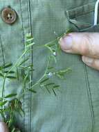 Image of Vicia tetrasperma var. tetrasperma