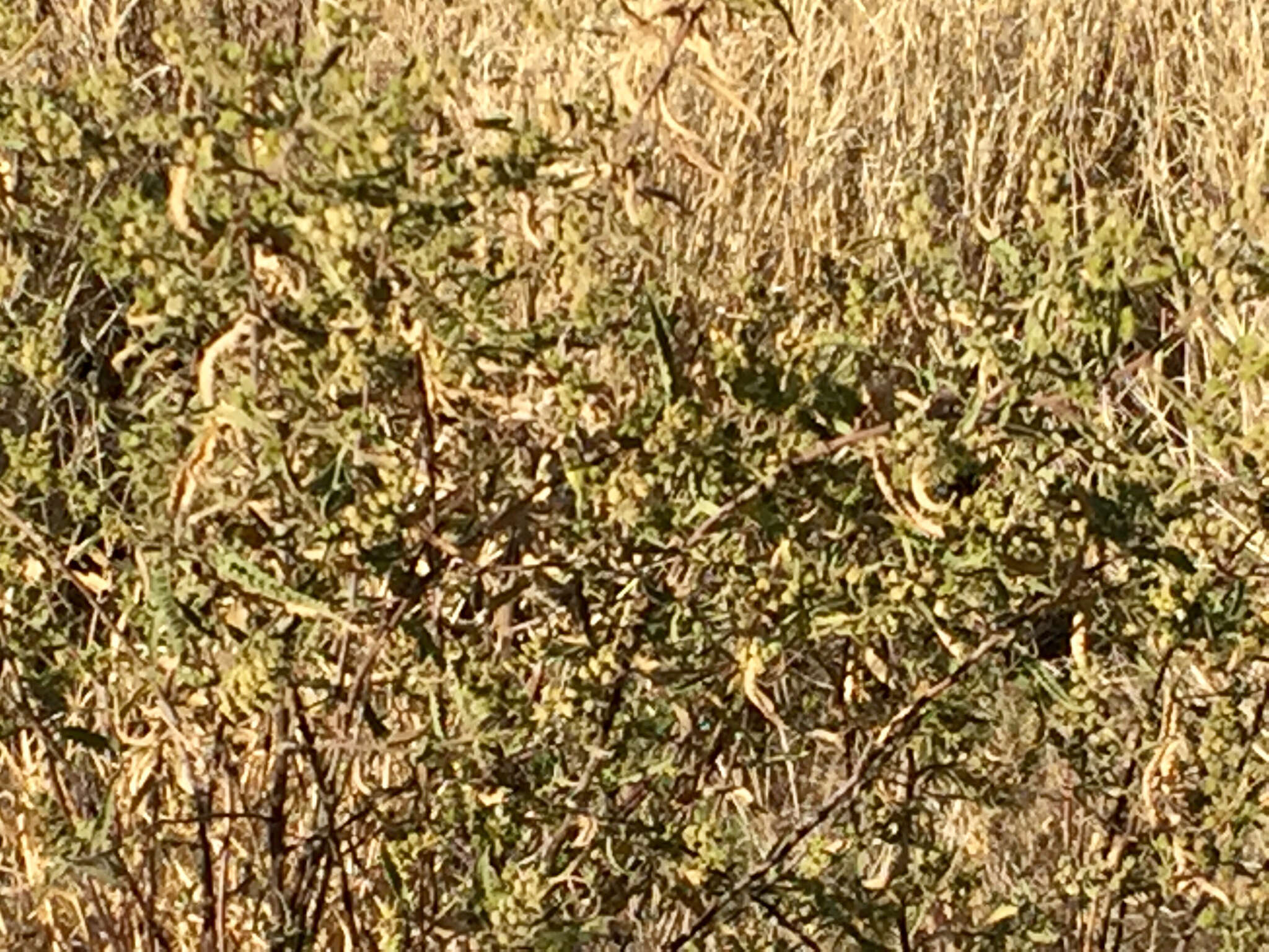 Image of Ambrosia-leaf Bursage