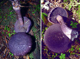 Image of Cortinarius violaceus (L.) Gray 1821