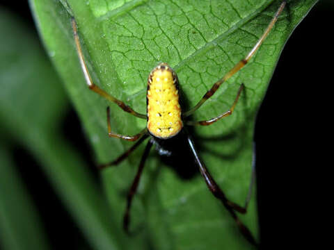 Imagem de Nephila vitiana (Walckenaer 1847)