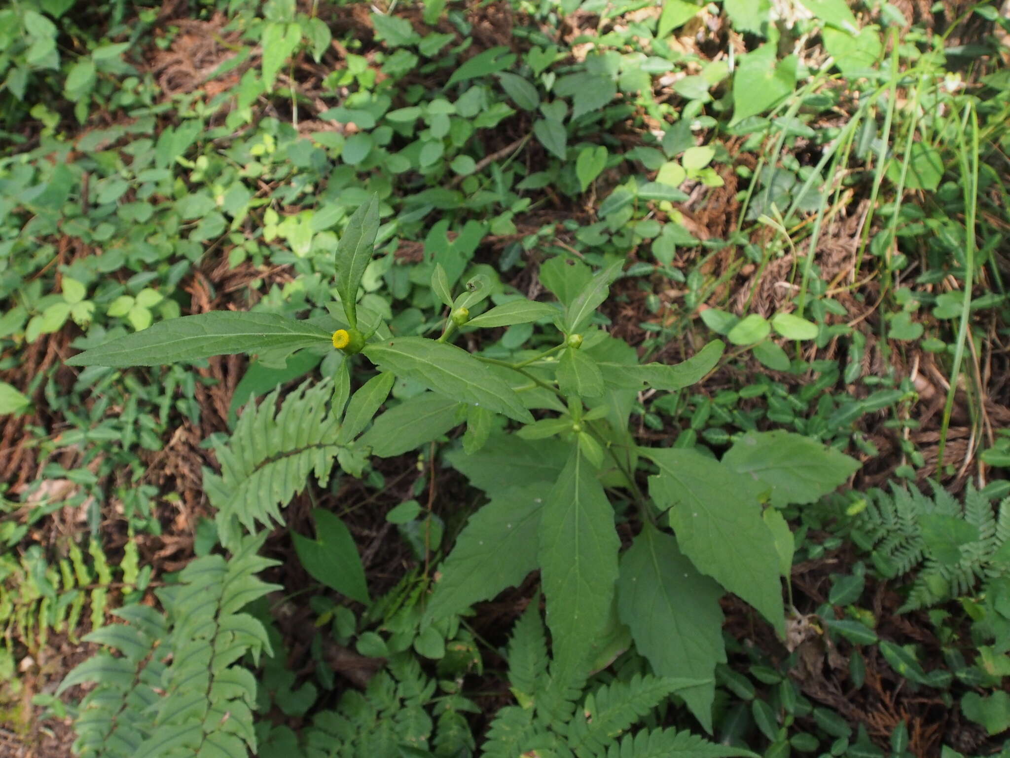 Image of Carpesium divaricatum Sieb. & Zucc.