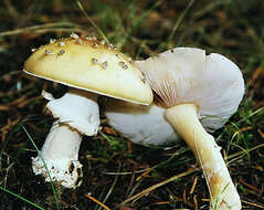 Image of gemmed Amanita