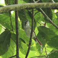 Image of Moustached Babbler