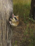 Image of Common Forest Dormouse