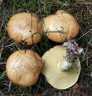 Image of Suillus granulatus (L.) Roussel 1796