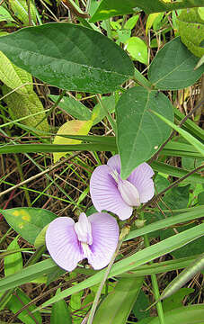 Image of flor de conchitas