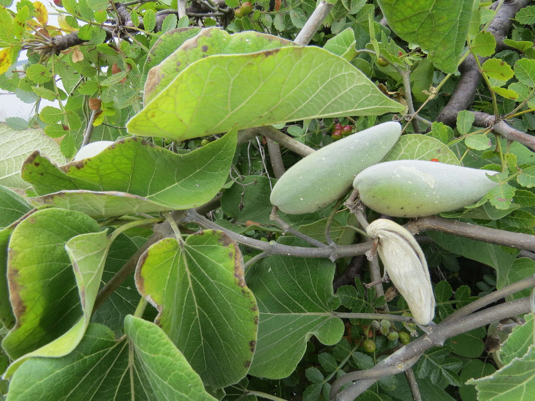 صورة Marsdenia mexicana Decne.