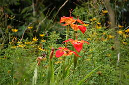 Слика од Tigridia pavonia (L. fil.) Redouté