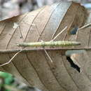 صورة Ocnophiloidea regularis (Brunner von Wattenwyl 1907)