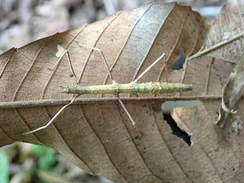 Image of Ocnophiloidea