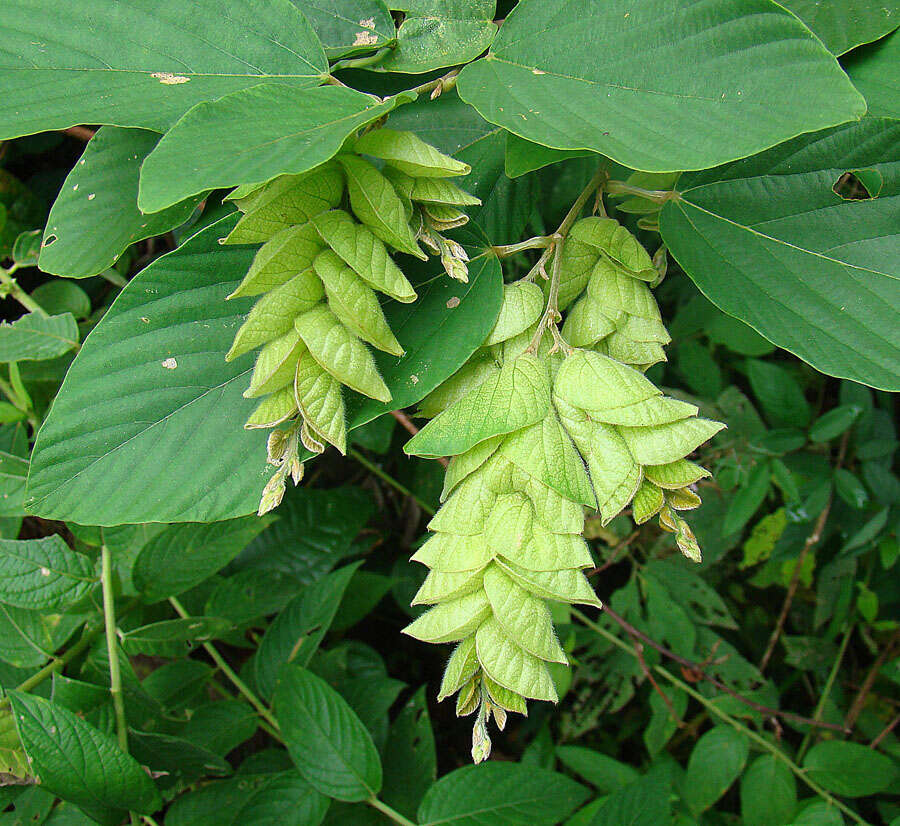 Image of wildhops