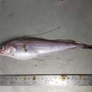 Image of Longfin hake