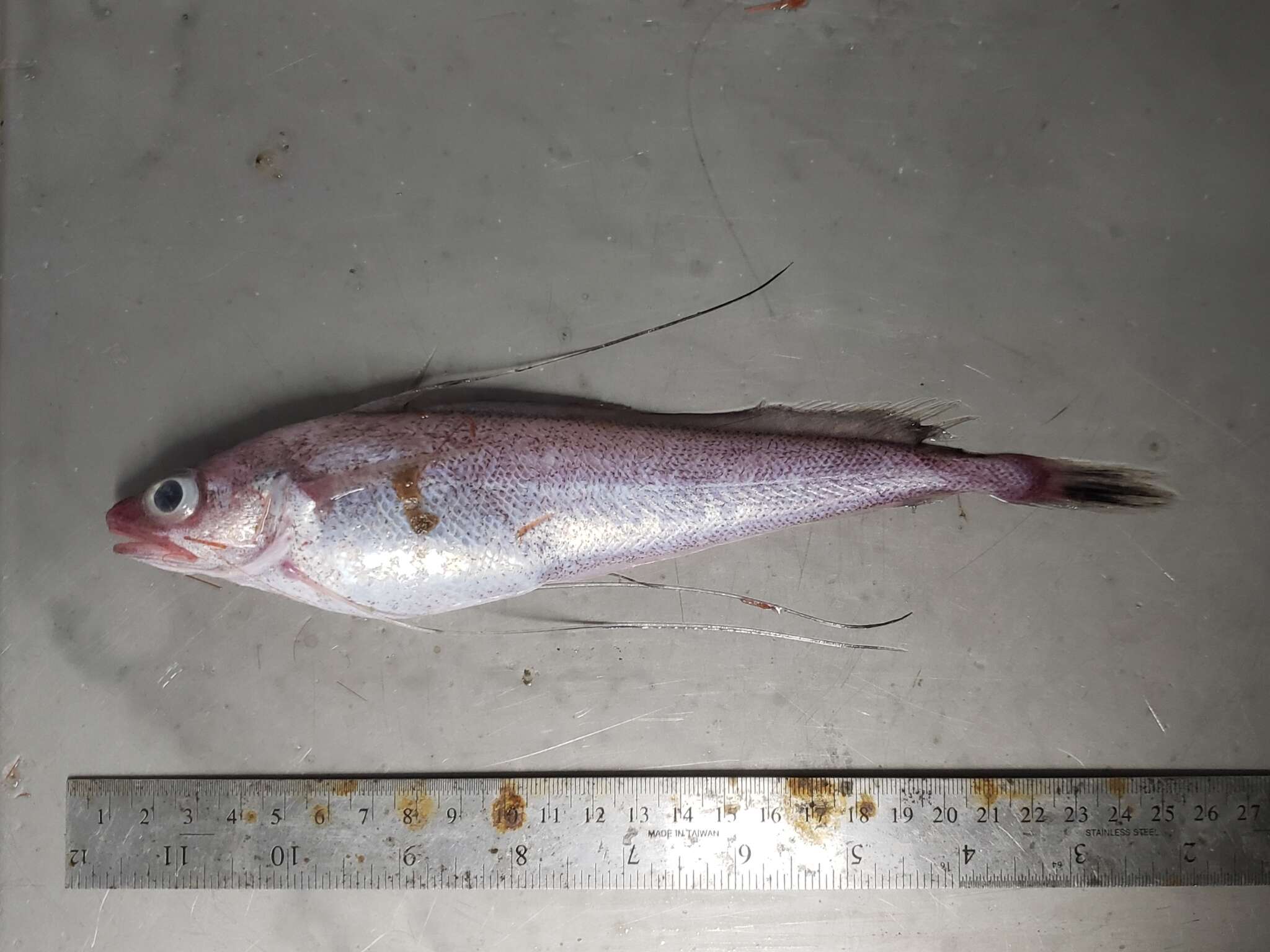 Image of Longfin hake