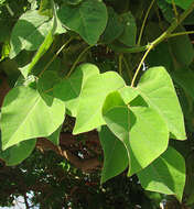 Image de Erythrina americana Mill.