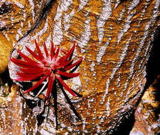 Image de Erythrina americana Mill.