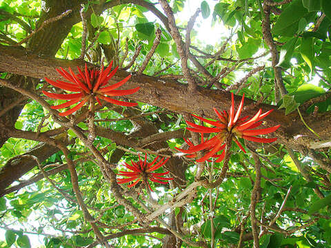 Image de Erythrina americana Mill.