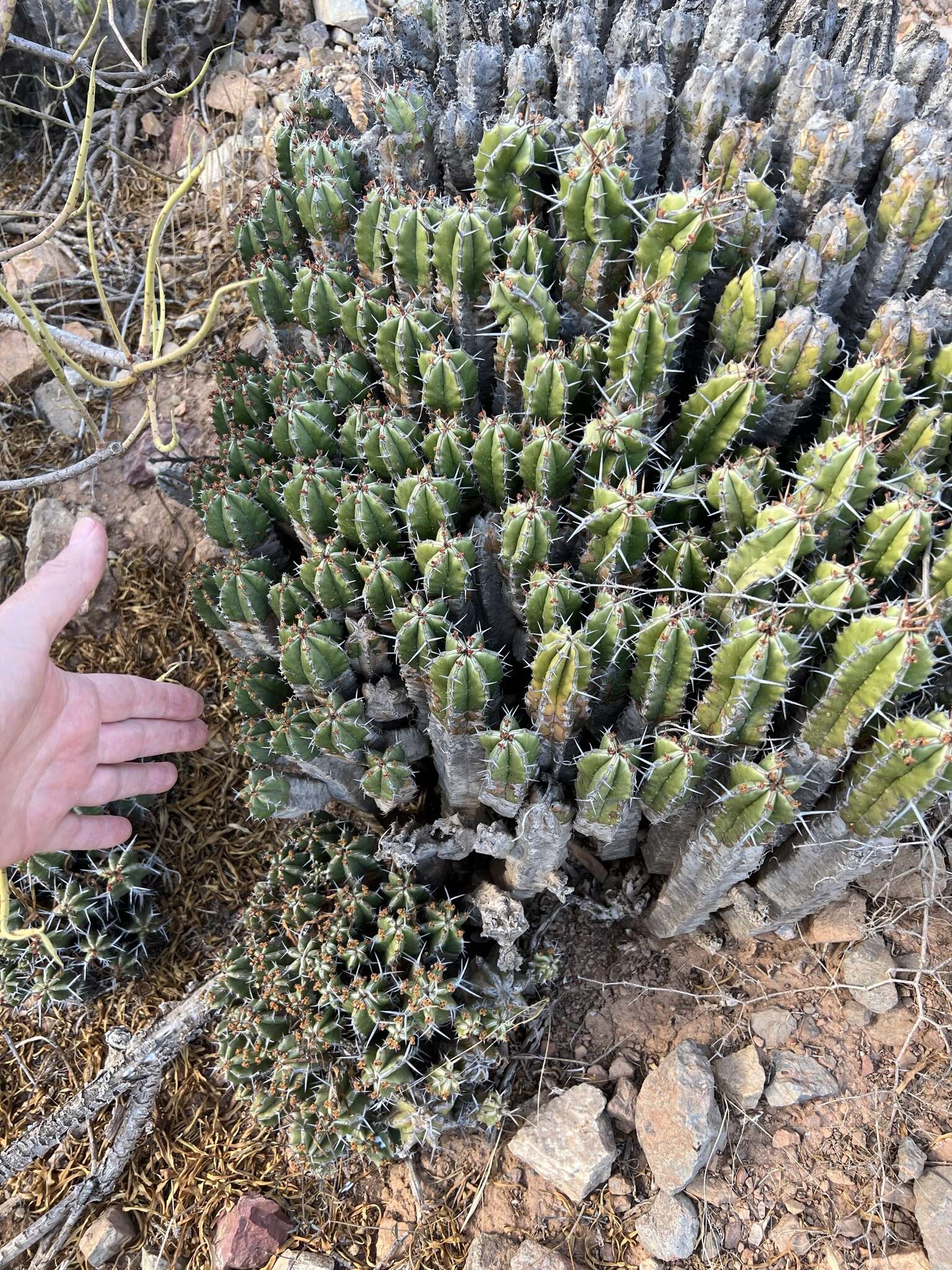 Euphorbia officinarum L. resmi