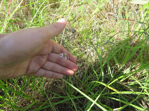 Imagem de Vicia acutifolia Elliott