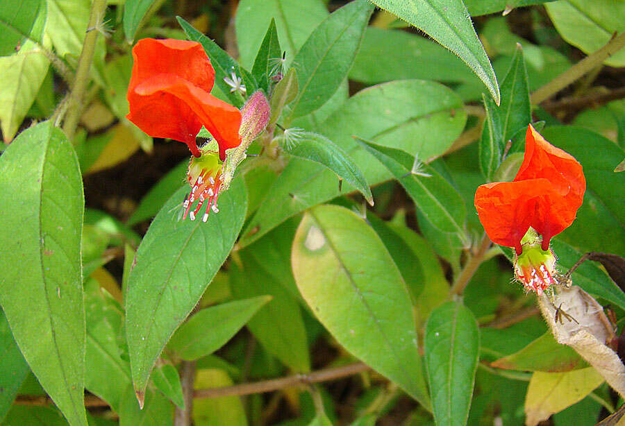 Image of waxweed