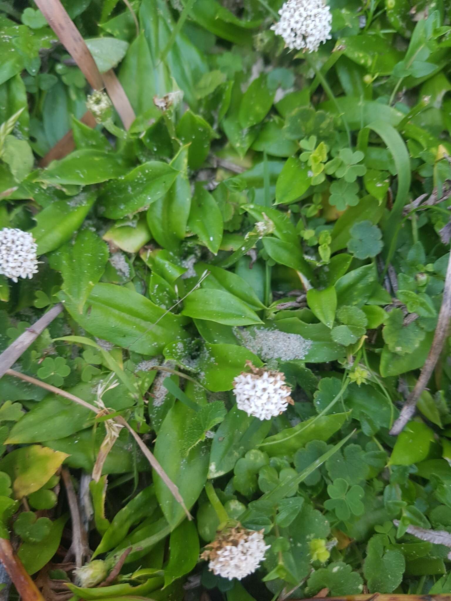 Image of Ammobium calyceroides (Cass.) A. A. Anderberg