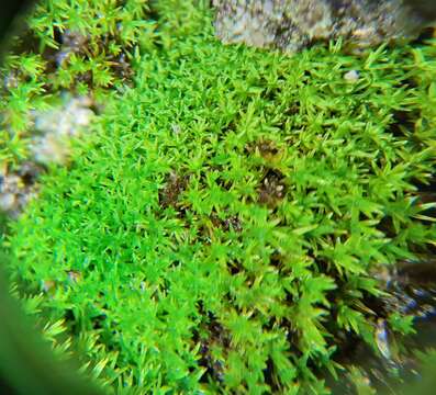 Image of revolute beard-moss