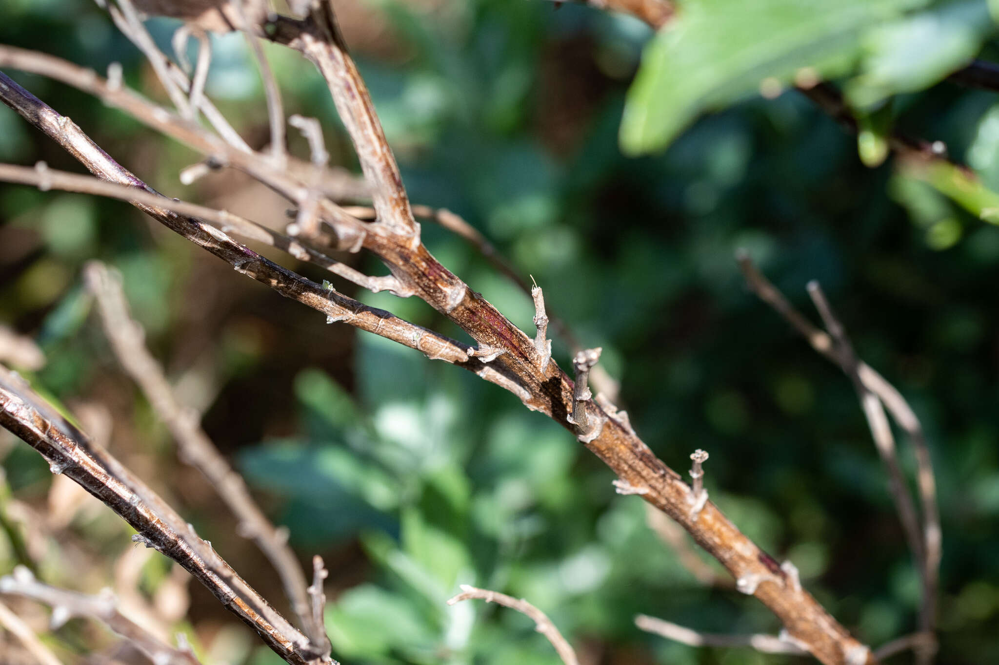 Imagem de Senecio halimifolius L.