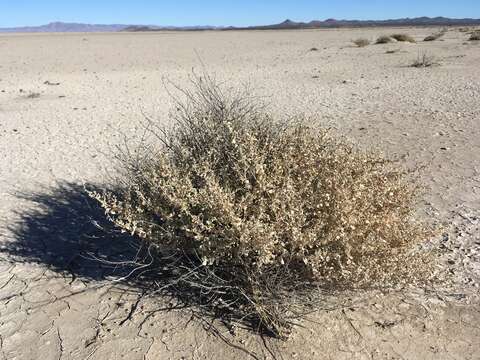 Image de Atriplex griffithsii Standl.