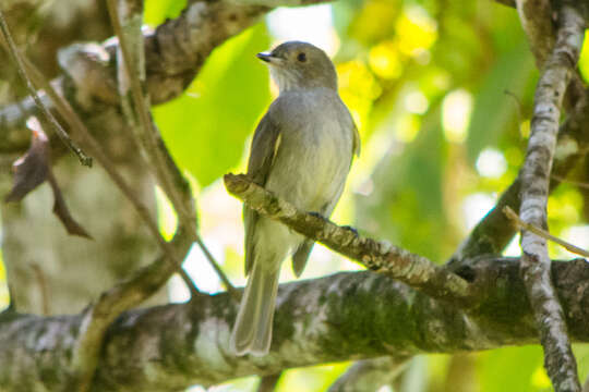 Image of Pale-bellied Neopelma