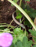 Image of Breyer's Whip Lizard