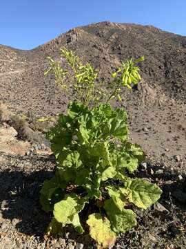 Image of Nicotiana solanifolia Walp.