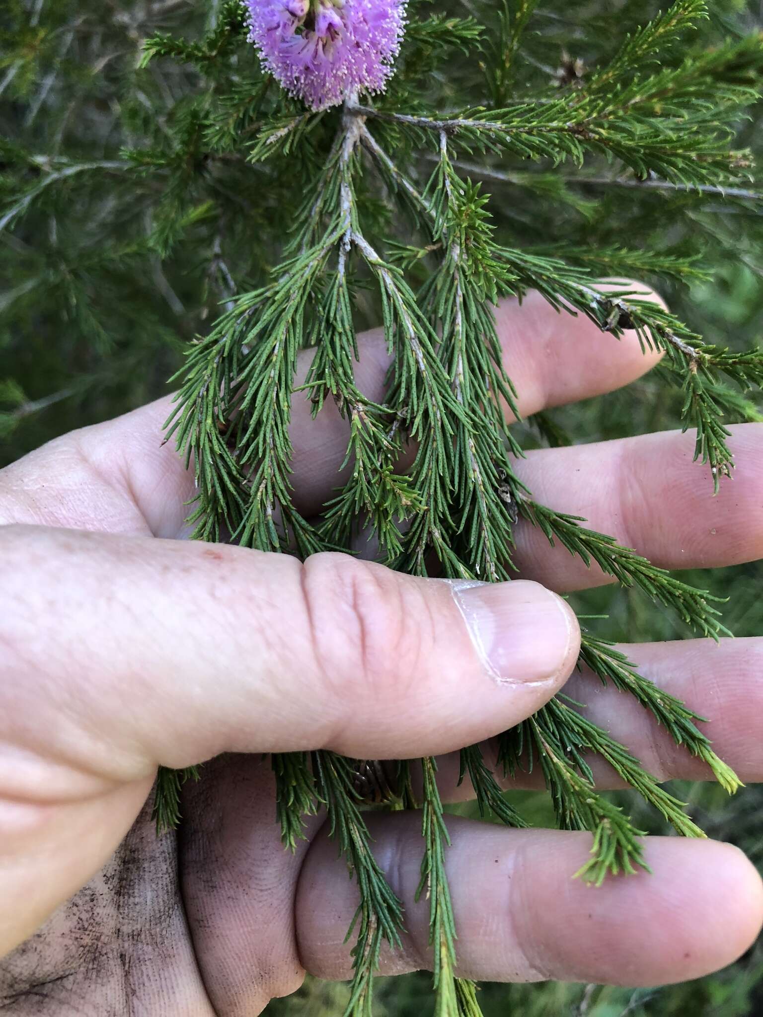 Image of Melaleuca diosmatifolia Dum.-Cours.