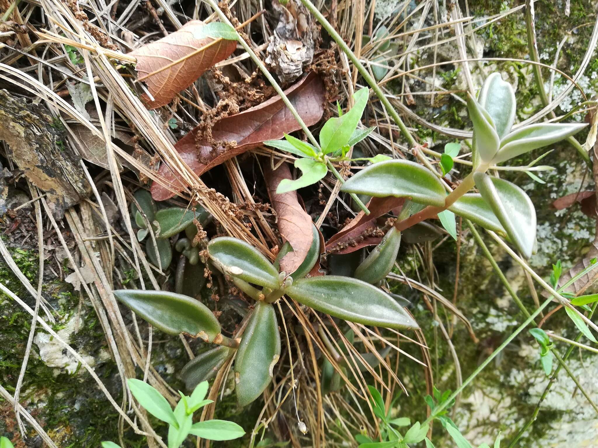 Image of Lenophyllum acutifolium Rose