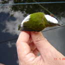 Image of Snow-capped Manakin