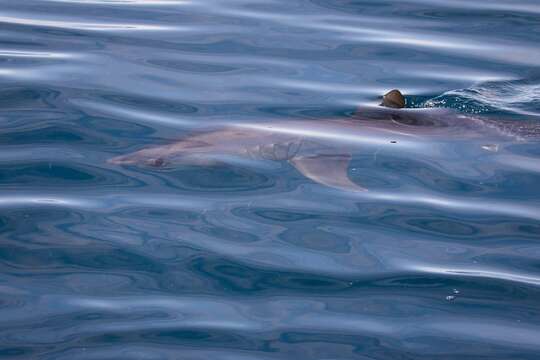 Image of mackerel sharks