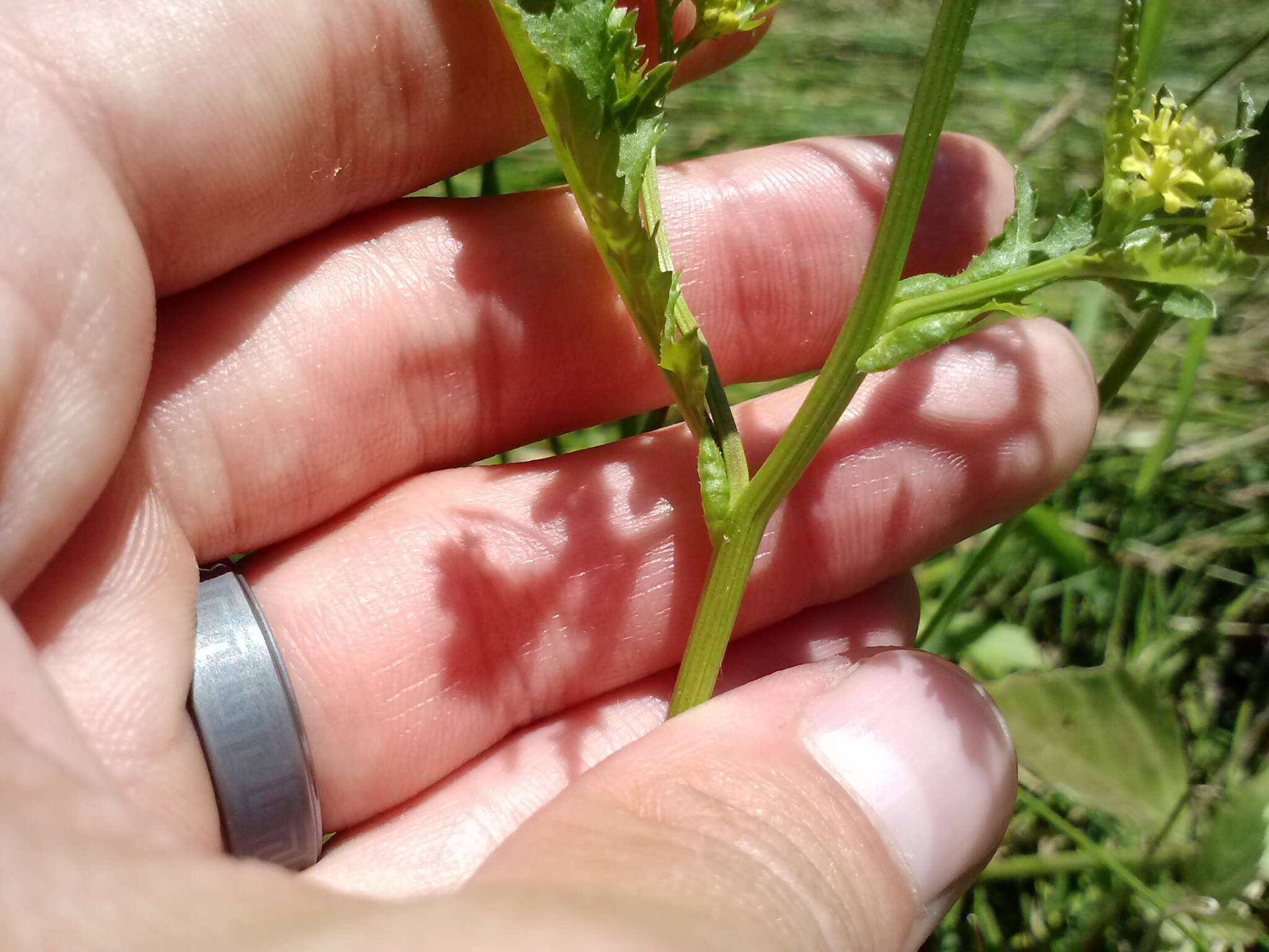 Image of spreading yellowcress