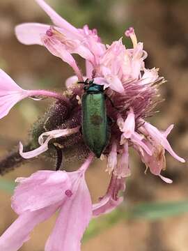 Image of Eupompha viridis Horn 1883