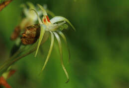 Image de Habenaria nyikana Rchb. fil.