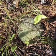 Image de Cladonia subtenuis (Abbayes) A. Evans