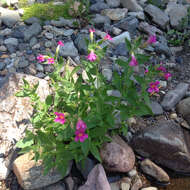 Image of Great Purple Monkey-Flower