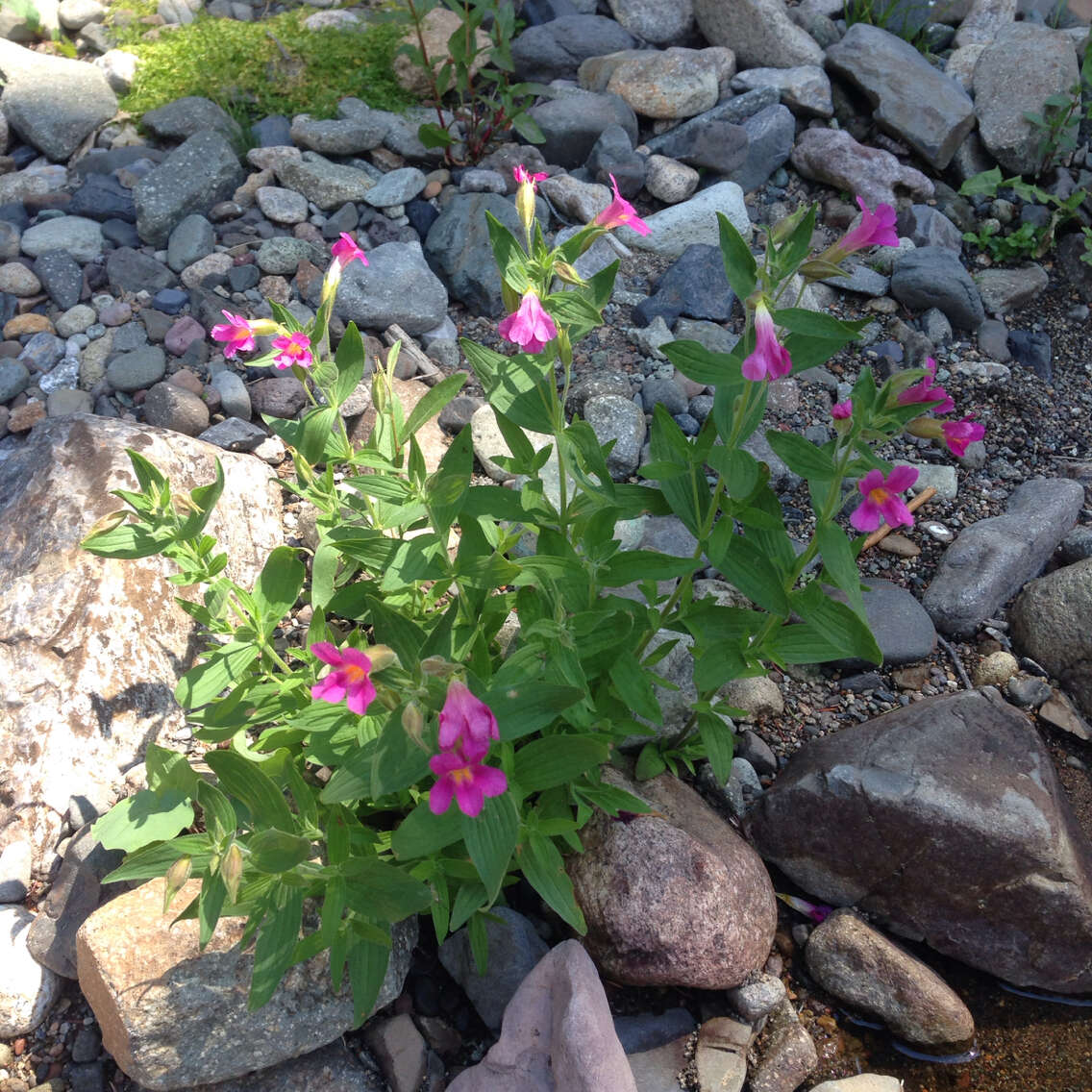 Image of Great Purple Monkey-Flower