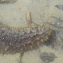 Holothuria (Semperothuria) flavomaculata Semper 1868 resmi